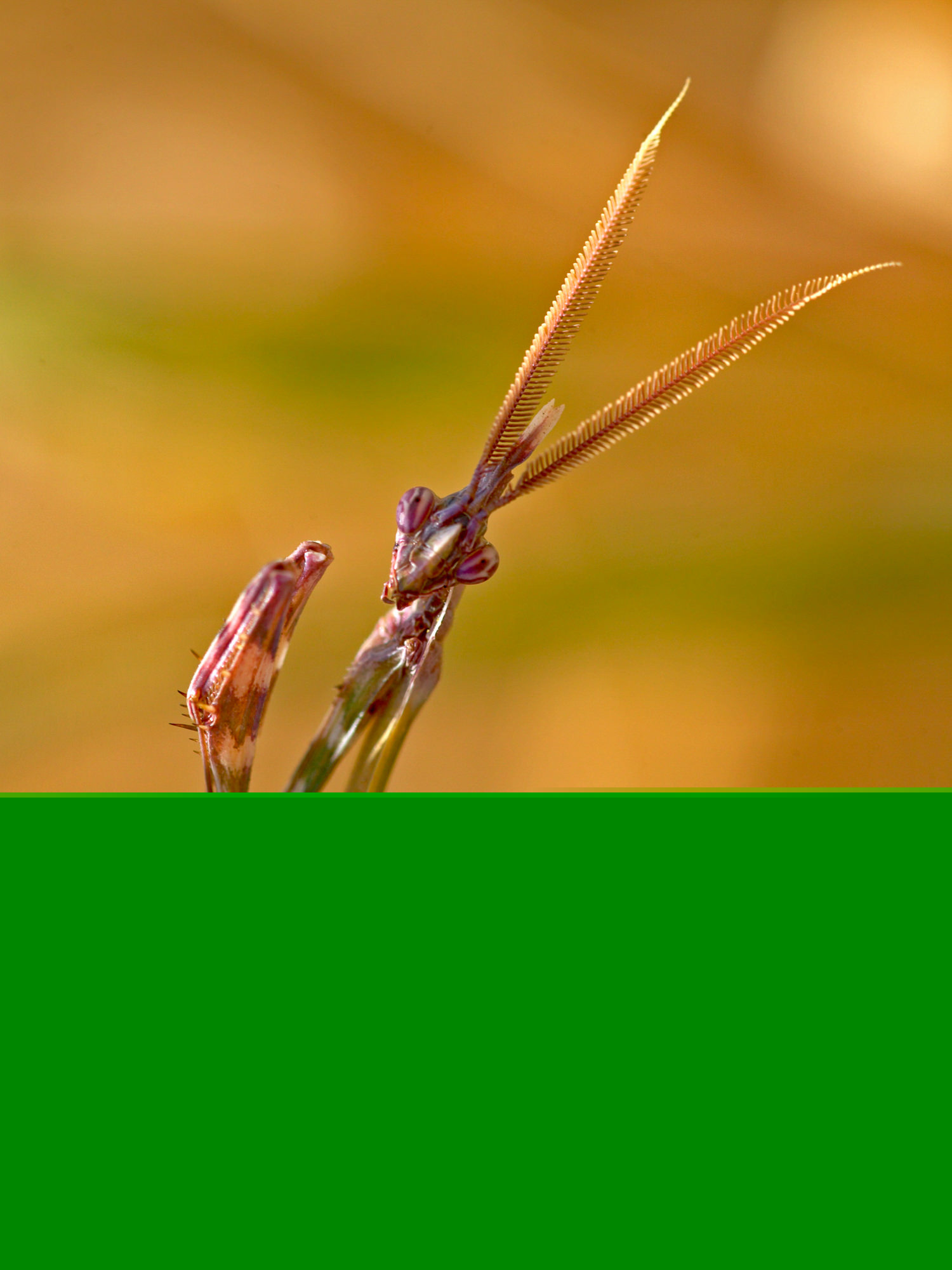 European praying mantis